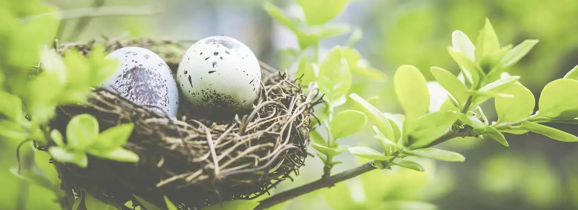 5 questions answered about NEST pensions